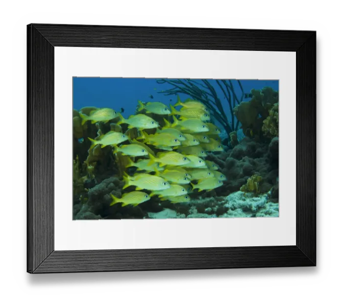 Framed Print : French Grunt (Haemulon flavolineatum) shoal, swimming amongst soft and hard coral reef, Grenada, Windward Islands Framed Print : French Grunt (Haemulon flavolineatum) shoal, swimming amongst soft and hard coral reef, Grenada, Windward Islands