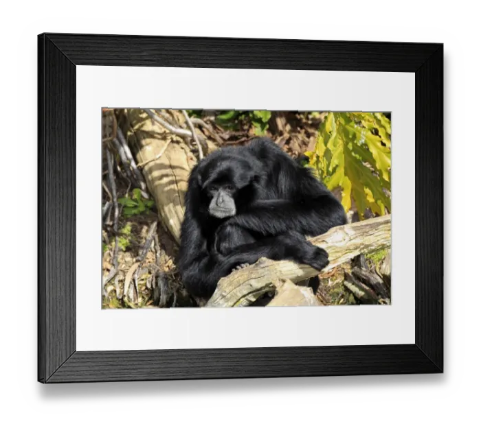 Framed Print : Siamang (Symphalangus syndactylus) adult male, resting on log (captive) Framed Print : Siamang (Symphalangus syndactylus) adult male, resting on log (captive)