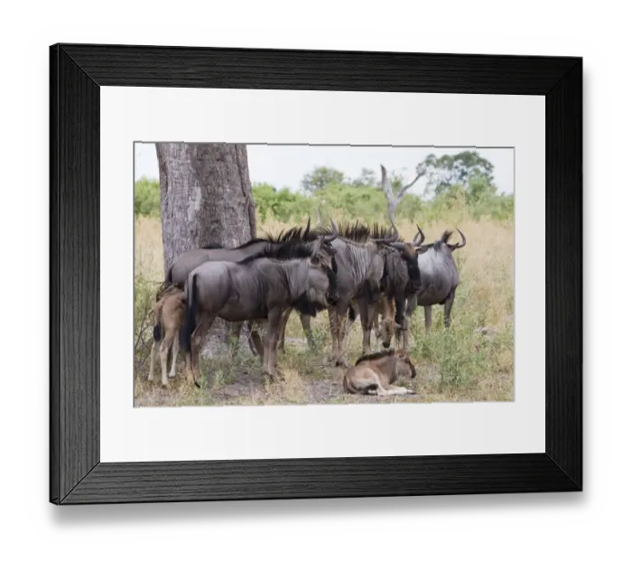 Framed Print : Blue Wildebeest (Connochaetus taurinus) adults with calves, standing under tree, Okavango Delta, Botswana
