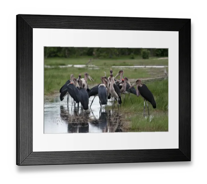 Framed Print : Marabou Storks group in the Okavango Delta Botswana. Marabous are a large wading bird in the stork family Ciconiidae