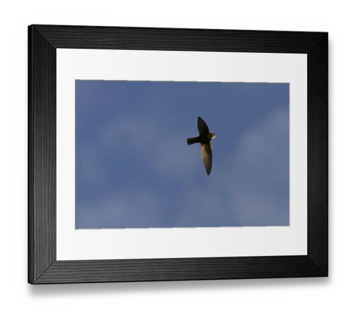 Framed Print : Peregrine Falcon (Falco peregrinus) adult pair, in flight, courtship food-pass display at cathedral nestsite Framed Print : Peregrine Falcon (Falco peregrinus) adult pair, in flight, courtship food-pass display at cathedral nestsite