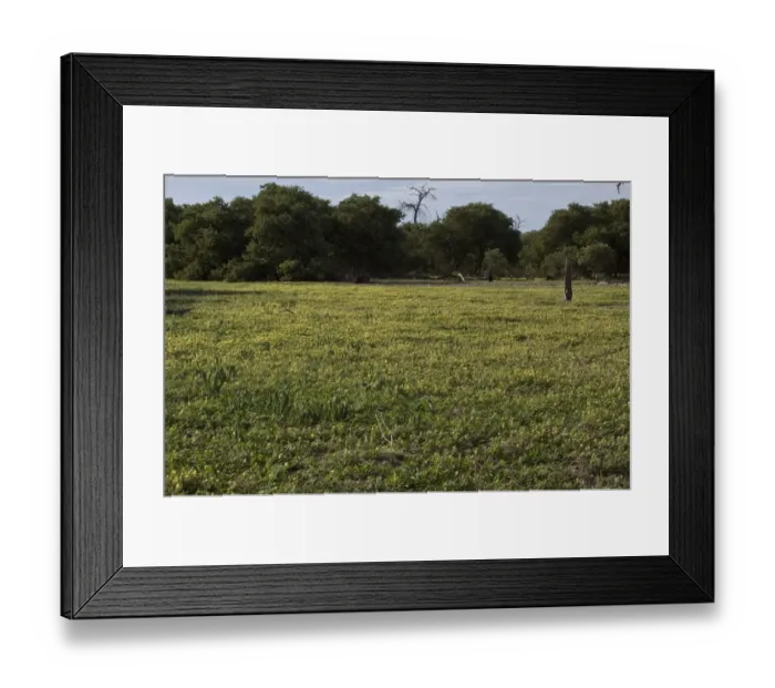 Framed Print : Devils Thorn growing in Botswana near Lebala Framed Print : Devils Thorn growing in Botswana near Lebala