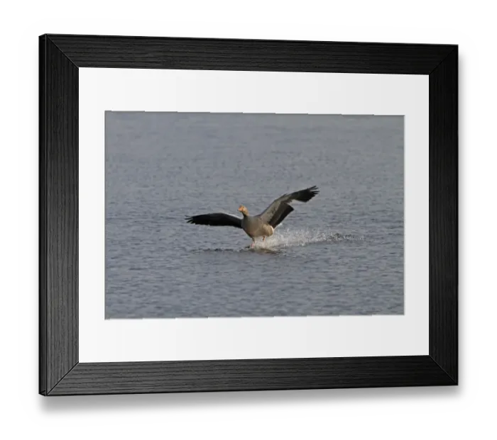 Framed Print : Greylag goose coming into land Framed Print : Greylag goose coming into land