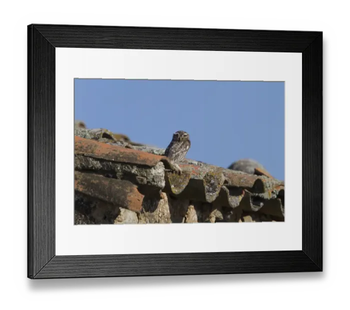 Framed Print : Little Owl on old tiled roof