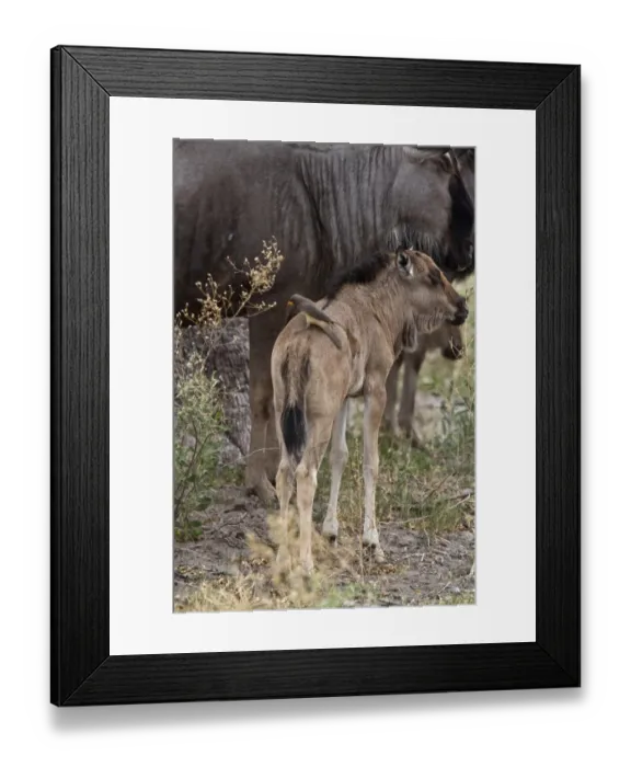 Framed Print : Yellow billed oxpecker riding on back of Blue Wildebeest calf Framed Print : Yellow billed oxpecker riding on back of Blue Wildebeest calf