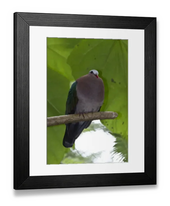 Framed Print : The Common Emerald Dove (Chalcophaps indica) is a pigeon which is a widespread resident breeding bird in the tropical Framed Print : The Common Emerald Dove (Chalcophaps indica) is a pigeon which is a widespread resident breeding bird in the tropical