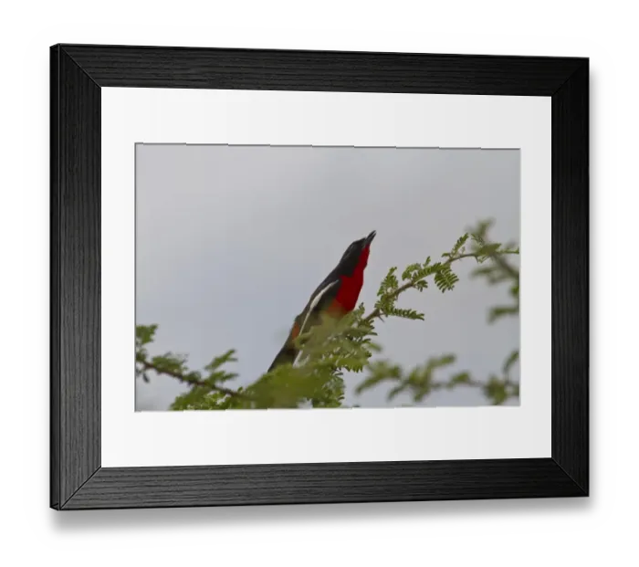 Framed Print : crimson breasted shrike Framed Print : crimson breasted shrike