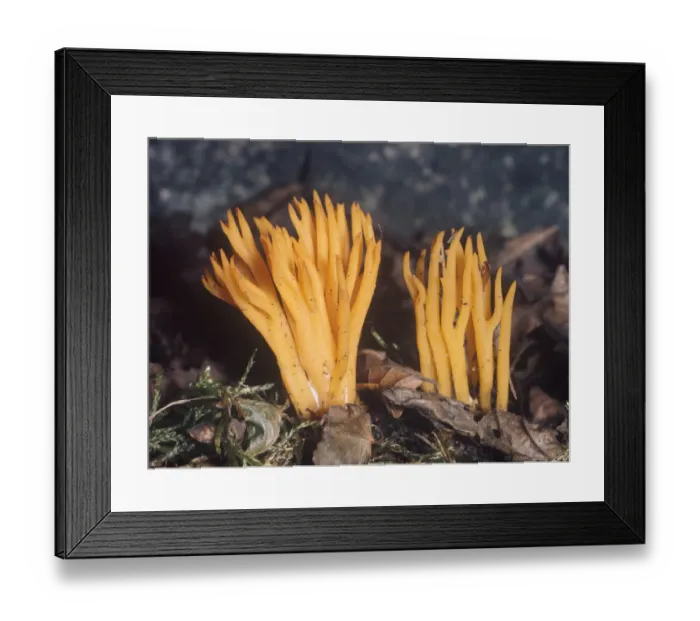 Framed Print : Stag horn fungus, Calocera viscosa Framed Print : Stag horn fungus, Calocera viscosa