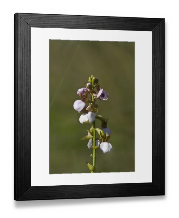 Framed Print : orchid - eulophia cucullata - Botswana Okavango delta