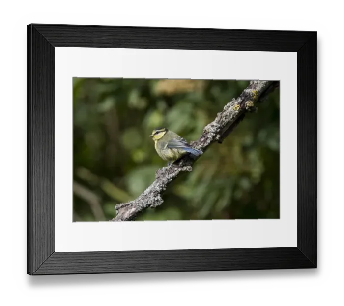 Framed Print : Newly fledged young blue tit Framed Print : Newly fledged young blue tit