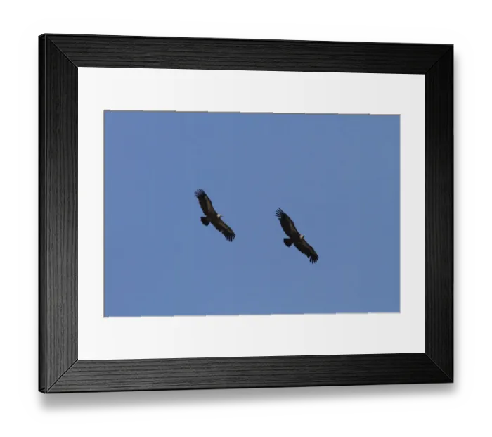 Framed Print : Great Egret (Ardea alba egretta) adult, breeding plumage, in flight, Venice Rookery, Venice, Florida, U. S. A. March Framed Print : Great Egret (Ardea alba egretta) adult, breeding plumage, in flight, Venice Rookery, Venice, Florida, U. S. A. March