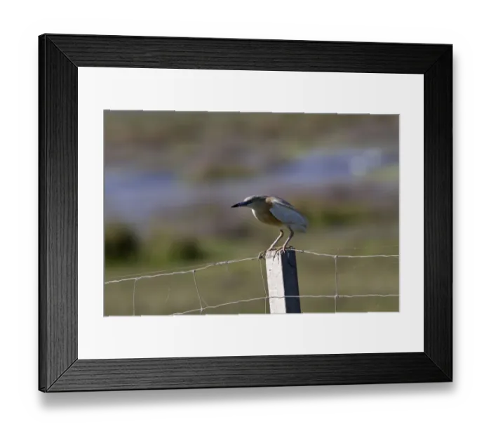 Framed Print : Squacco Heron on fence post - Taken in the Coto Donana, Spain Framed Print : Squacco Heron on fence post - Taken in the Coto Donana, Spain