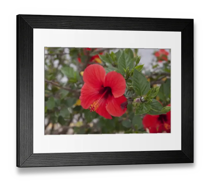 Framed Print : red hibiscus flower Hibiscus rosa-sinensis Framed Print : red hibiscus flower Hibiscus rosa-sinensis