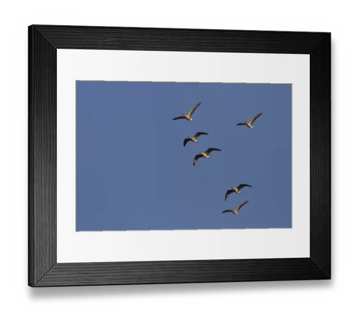 Framed Print : Pink footed Geese, winter flock flying at Brancaster, North Norfolk