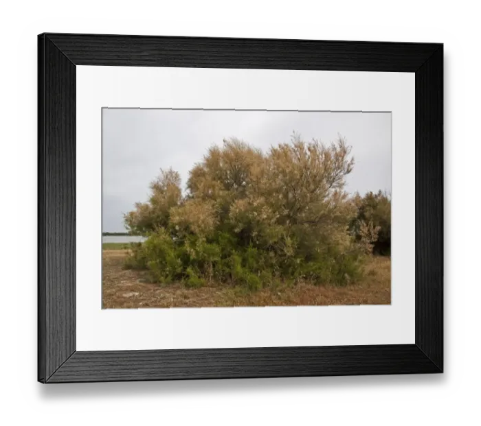 Framed Print : tamarisk canariensis Framed Print : tamarisk canariensis