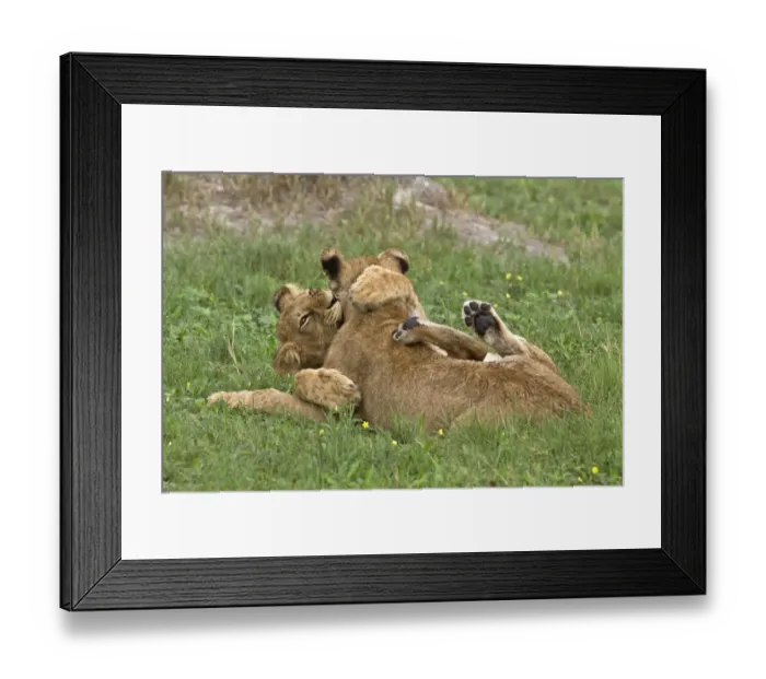 Framed Print : Young African Lion cubs play fight Framed Print : Young African Lion cubs play fight