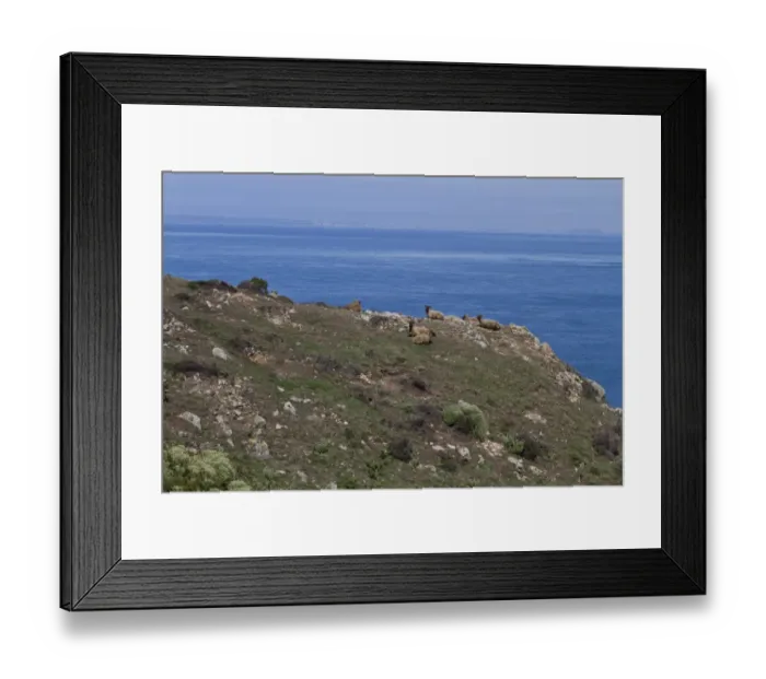 Framed Print : Manx Loaghtan breed of sheep reintroduced to Jersey#s northern coast Framed Print : Manx Loaghtan breed of sheep reintroduced to Jersey#s northern coast
