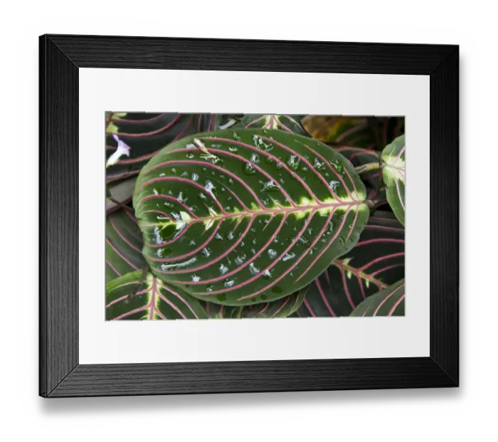 Framed Print : Maranta leuconeura erythroneura or Prayer plant Framed Print : Maranta leuconeura erythroneura or Prayer plant