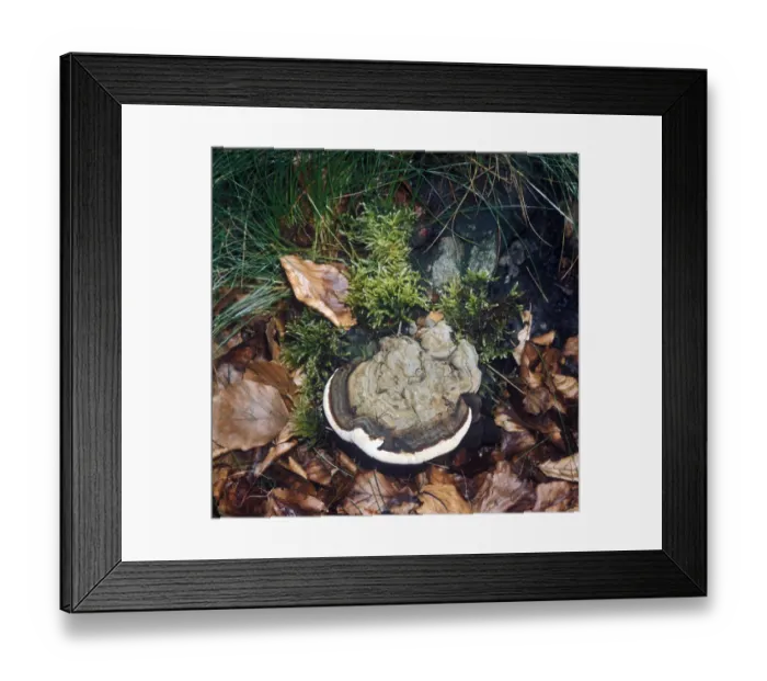 Framed Print : Heterobasidion annosum is a basidiomycete fungus in the family Bondarzewiaceae
