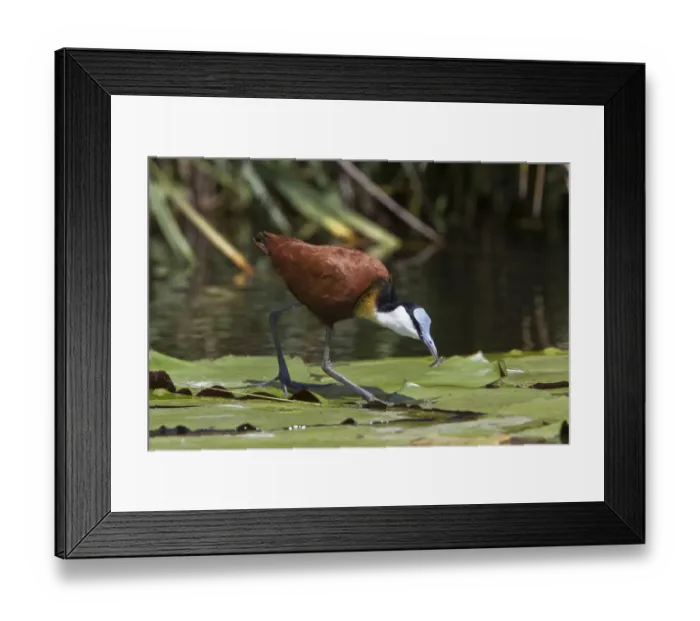 Framed Print : African Jacana, note the foot which is well Adapted for walking on lilies and the fish in its bill Framed Print : African Jacana, note the foot which is well Adapted for walking on lilies and the fish in its bill