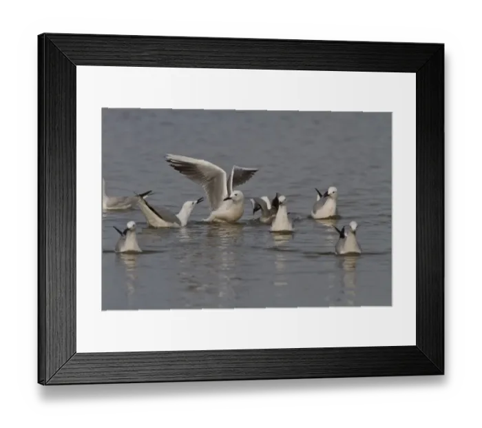 Framed Print : Slender billed gulls - Coto Donana, Spain Framed Print : Slender billed gulls - Coto Donana, Spain