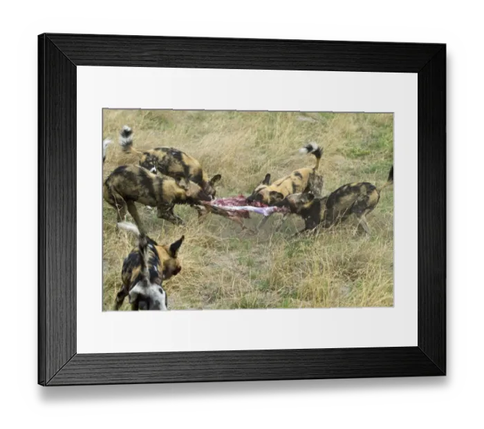 Framed Print : Hunting dogs pull Impala apart. Lycaon pictus is a large canid found only in Africa