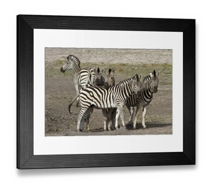 Framed Print : Burchells Zebra group Framed Print : Burchells Zebra group