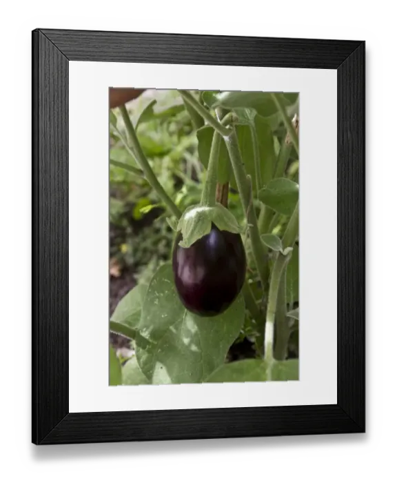 Framed Print : The eggplant, aubergine, melongene, brinjal or guinea squash (Solanum melongena) Framed Print : The eggplant, aubergine, melongene, brinjal or guinea squash (Solanum melongena)
