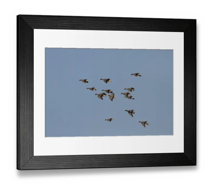 Framed Print : White-breasted Cormorant (Phalacrocorax lucidus) adult, in flight, Bettys Bay, Western Cape, South Africa, December Framed Print : White-breasted Cormorant (Phalacrocorax lucidus) adult, in flight, Bettys Bay, Western Cape, South Africa, December