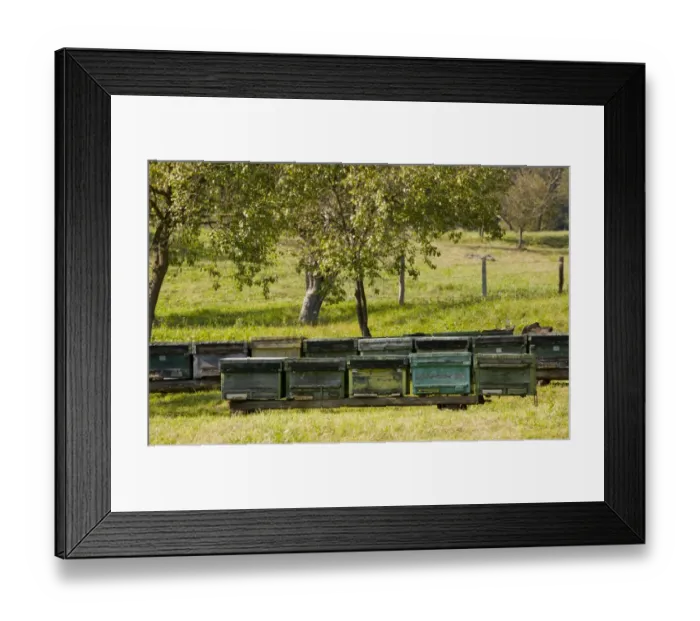 Framed Print : Bee keeping, beehives in orchard of old Saxon village, Crit, Transylvania, Romania, october Framed Print : Bee keeping, beehives in orchard of old Saxon village, Crit, Transylvania, Romania, october