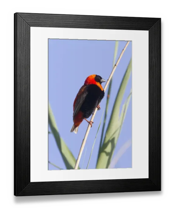 Framed Print : Southern Red Bishop Male at Rietvei Nature reserve near Pretoria, South Africa Framed Print : Southern Red Bishop Male at Rietvei Nature reserve near Pretoria, South Africa