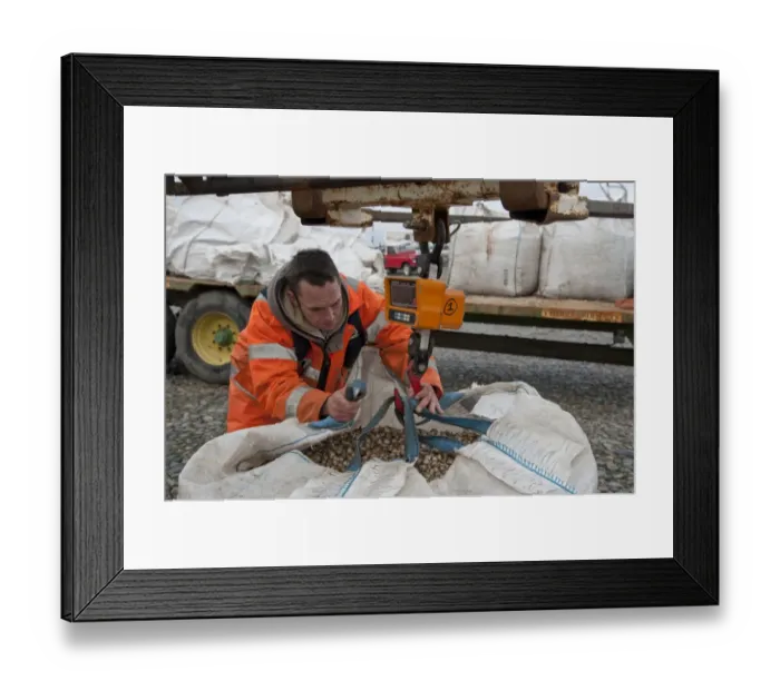 Framed Print : Licensed cockle picker unloading and weighing cockles after picking from cockle beds, Foulnaze Bank Framed Print : Licensed cockle picker unloading and weighing cockles after picking from cockle beds, Foulnaze Bank