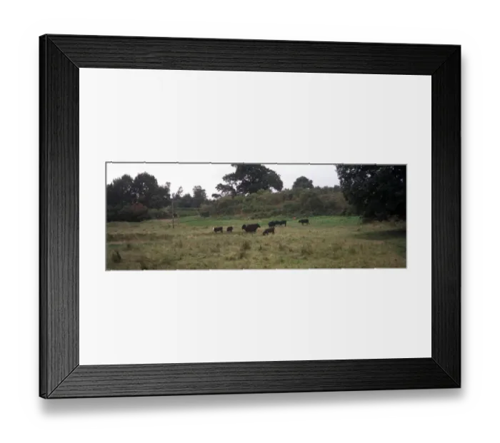 Framed Print : Conservation - Reserves - Cattle grazing at Nacton Meadows - Suffolk Wildlife Trust Framed Print : Conservation - Reserves - Cattle grazing at Nacton Meadows - Suffolk Wildlife Trust