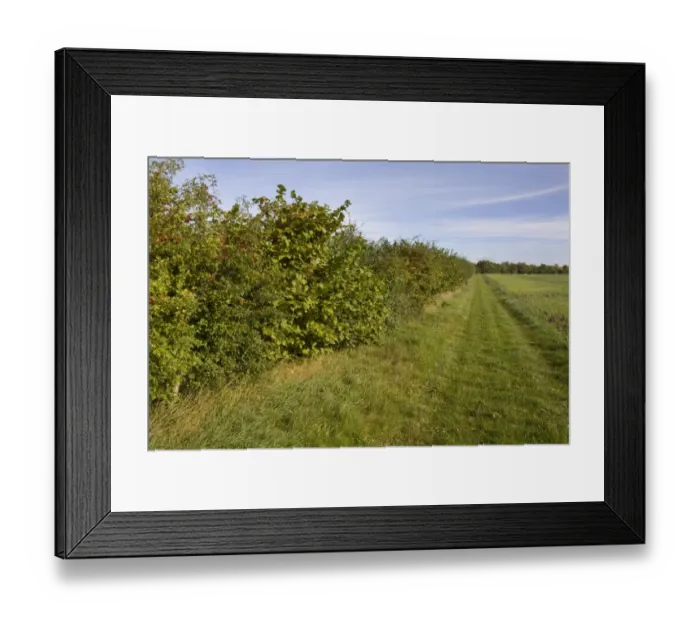 Framed Print : Conservation hedgerow and field margin opened as footpath, Hampshire, England, september