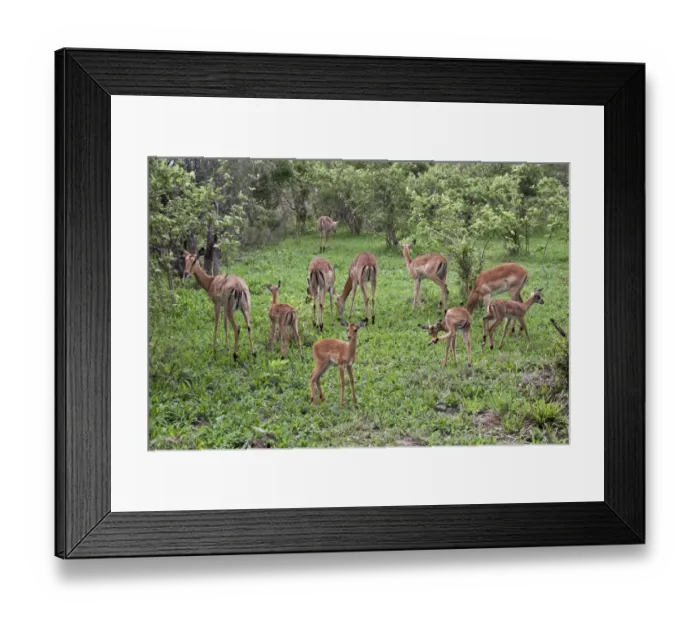 Framed Print : Female Impala group with young - Botswana Framed Print : Female Impala group with young - Botswana