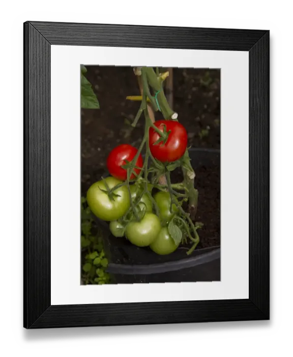 Framed Print : Tomato Shirley produces medium sized red fruits that have a firm skin with a gorgeous sweet taste Framed Print : Tomato Shirley produces medium sized red fruits that have a firm skin with a gorgeous sweet taste