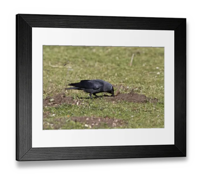 Framed Print : Jackdaw probing for food in earth disturbed by moles Framed Print : Jackdaw probing for food in earth disturbed by moles
