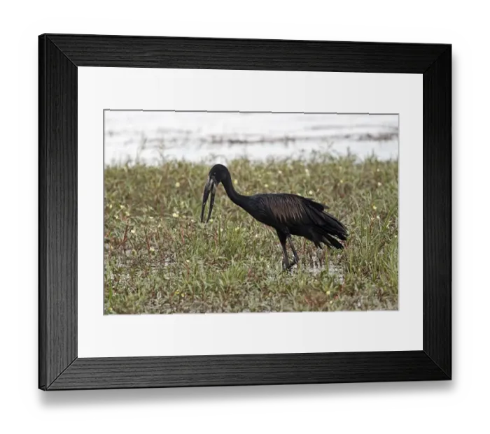 Framed Print : African Openbill Stork - Okavango Delta Botswana Framed Print : African Openbill Stork - Okavango Delta Botswana