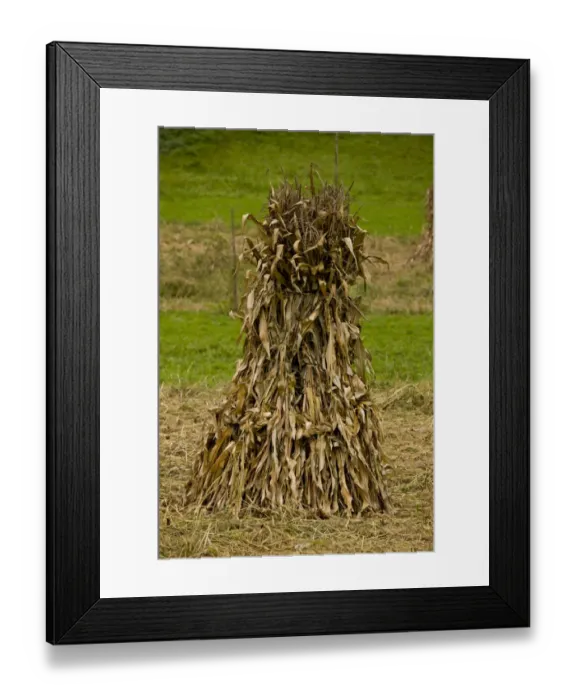 Framed Print : Maize (Zea mays) stook in field, near Garda de Sus, Apuseni Mountains, Transylvania, Romania, october Framed Print : Maize (Zea mays) stook in field, near Garda de Sus, Apuseni Mountains, Transylvania, Romania, october
