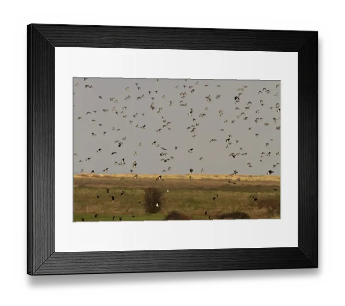 Framed Print : winter flock of lapwings and golden plovers, at Brancaster North Norfolk Framed Print : winter flock of lapwings and golden plovers, at Brancaster North Norfolk