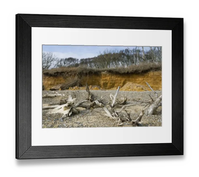 Framed Print : Coastal cliff erosion, dead trees on beach after falling over edge of crumbling cliffs, Covehithe Framed Print : Coastal cliff erosion, dead trees on beach after falling over edge of crumbling cliffs, Covehithe