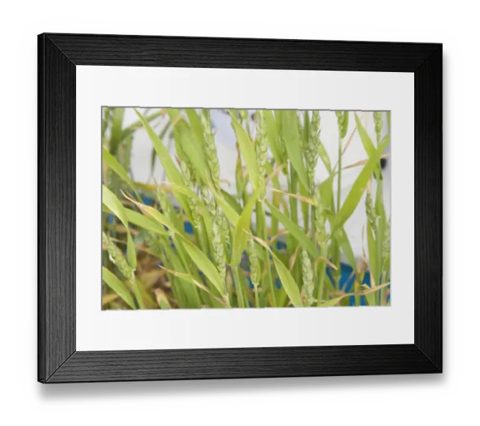 Framed Print : Wheat (Triticum aestivum) sulphur deficiency, close-up of ripening ears Framed Print : Wheat (Triticum aestivum) sulphur deficiency, close-up of ripening ears