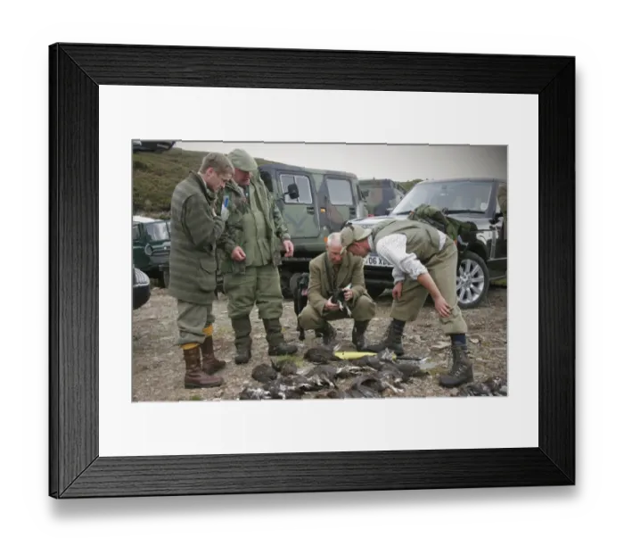Framed Print : Men counting bag of shot Red Grouse (Lagopus lagopus scoticus) after driven day on moor, Glen Feshie Estate Framed Print : Men counting bag of shot Red Grouse (Lagopus lagopus scoticus) after driven day on moor, Glen Feshie Estate
