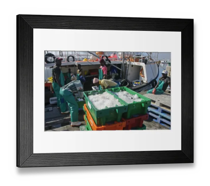 Framed Print : Fishermen unloading boxes of snoek fish from fishing boat, Hout Bay, Cape Town, Western Cape, South Africa Framed Print : Fishermen unloading boxes of snoek fish from fishing boat, Hout Bay, Cape Town, Western Cape, South Africa
