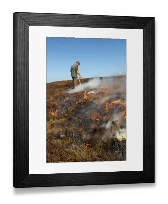 Framed Print : Gamekeeper on shooting estate burning heather moorland, to provide good habitat for grouse, England, april