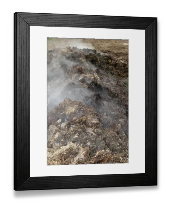 Framed Print : Steaming midden of bedding manure, for spreading on arable field, England, march