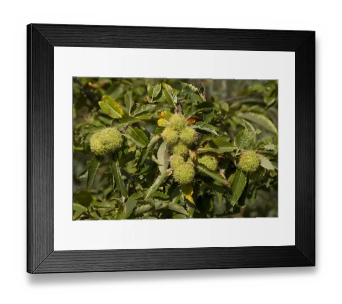 Framed Print : Sweet or Spanish Chestnut with fruit bunches protected by green outer cupule with branched radiating spines Framed Print : Sweet or Spanish Chestnut with fruit bunches protected by green outer cupule with branched radiating spines