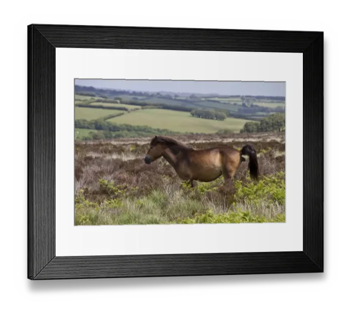 Framed Print : The Exmoor pony is a horse breed native to the British Isles, where some still roam as semi-feral livestock on Exmoor
