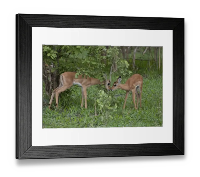 Framed Print : Nose to nose two young Impalas meet - Botswana Framed Print : Nose to nose two young Impalas meet - Botswana
