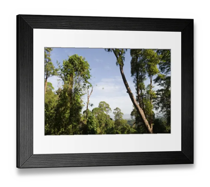 Framed Print : View of lowland forest habitat, Subic, Luzon Island, Philippines Framed Print : View of lowland forest habitat, Subic, Luzon Island, Philippines